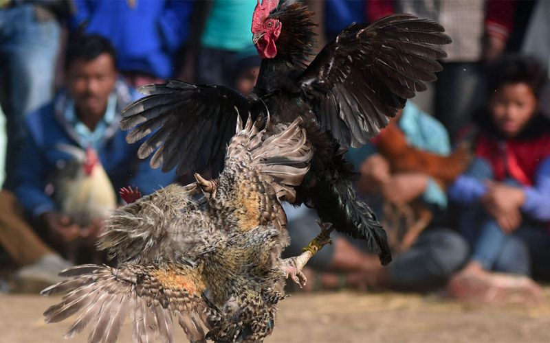 đá gà mạng